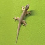 Por que é tão incrível ter lagartixa na parede de casa