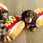 Nomes para cachorros inspirados em comida: Criatividade e fofura