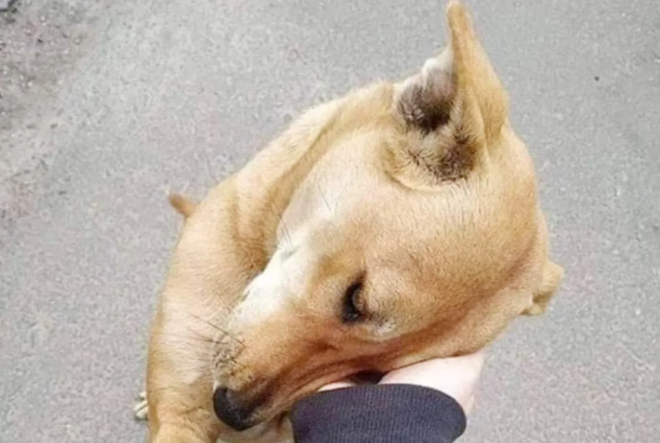 Como preparar sua casa para um novo pet