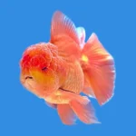 Saiba tudo sobre a vacina para peixe: quando e como usar