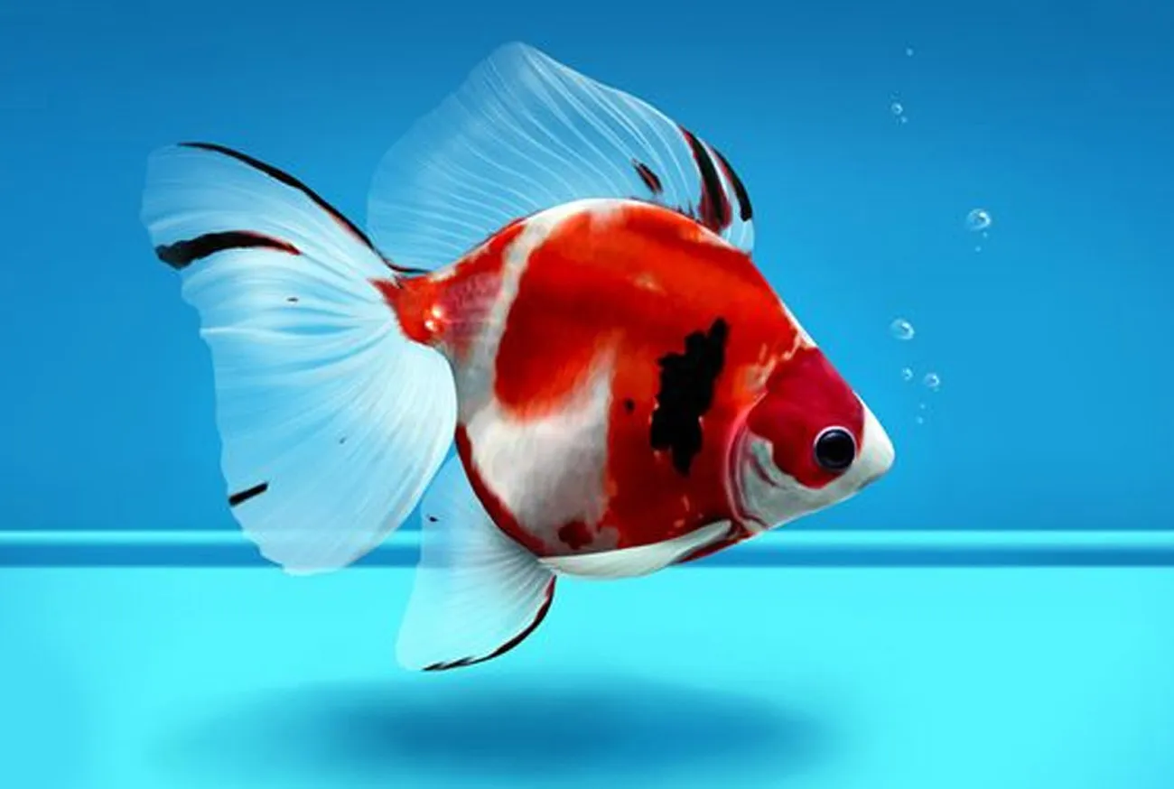 Saiba tudo sobre a vacina para peixe: quando e como usar