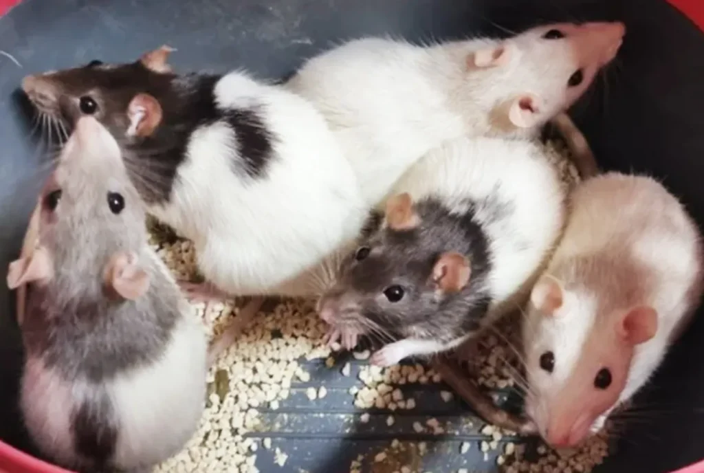 Rato Twister: O roedor encantador que pode ser seu próximo pet