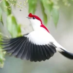 Descubra o soldadinho-do-araripe: um tesouro da natureza brasileira