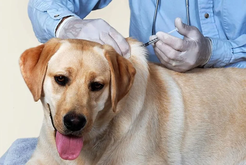 Vacina para cachorro: Saiba quantas seu pet precisa para ficar seguro