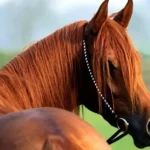 Cavalos brasileiros: 5 raças que encantam o Brasil