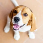 Beagle: o cachorro perfeito para famílias e aventuras