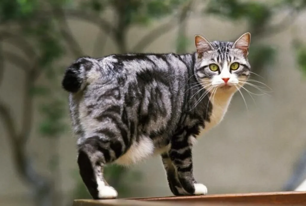Bobtail japonês: o gato de rabo enrolado que é símbolo de sorte