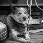 Lei de maus tratos aos animais: Proteção, direitos e como denunciar