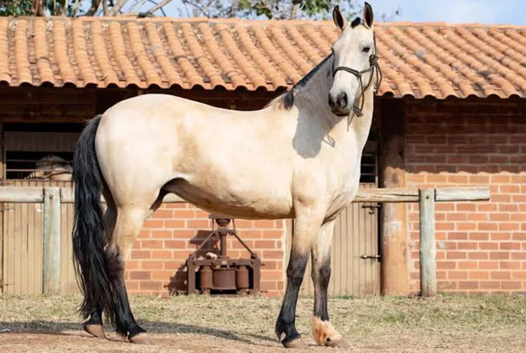 Mangalarga Marchador: elegância e tradição em cada passo