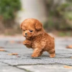 Raça de cachorro: conheça as 5 raças pequenas mais amadas do Brasil