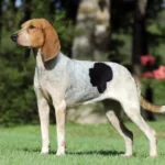 Rastreador-brasileiro: o raro cão de caça nacional