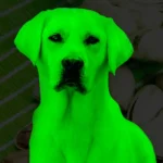 Cachorro pode comer pistache: verdades e cuidados essenciais