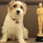 Buldogue francês: Um cachorro enrugado que você vai adorar Prêmio Fido: Cães do "filme Ainda Estou Aqui" vencem o Oscar dos Cães