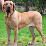 O segredo para um cachorro Fila Brasileiro forte e saudável