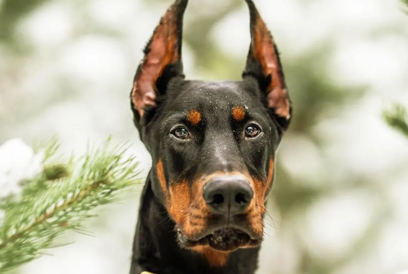 Doberman: O cão que une lealdade, inteligência e energia