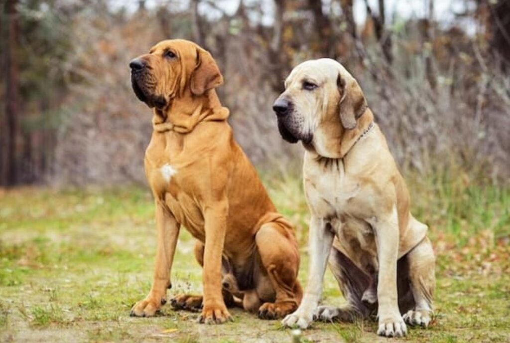 Fila Brasileiro: um cachorro leal, forte e protetor