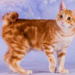 Bobtail japonês: o gato de rabo enrolado que é símbolo de sorte