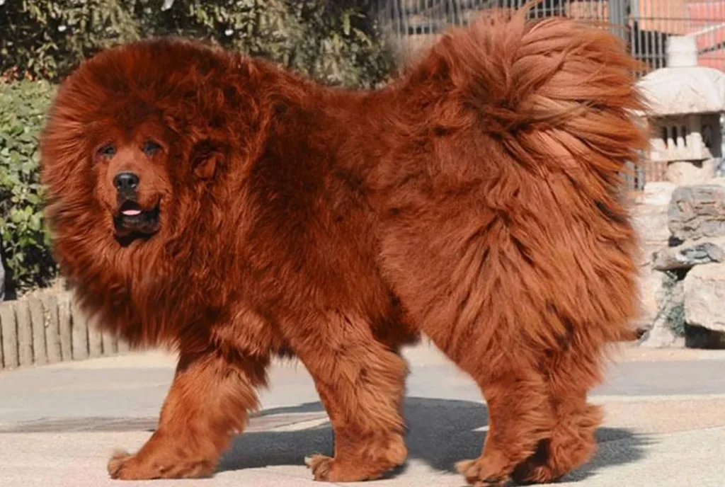 Conheça o Mastim Tibetano: a raça de cachorro gigante e majestosa