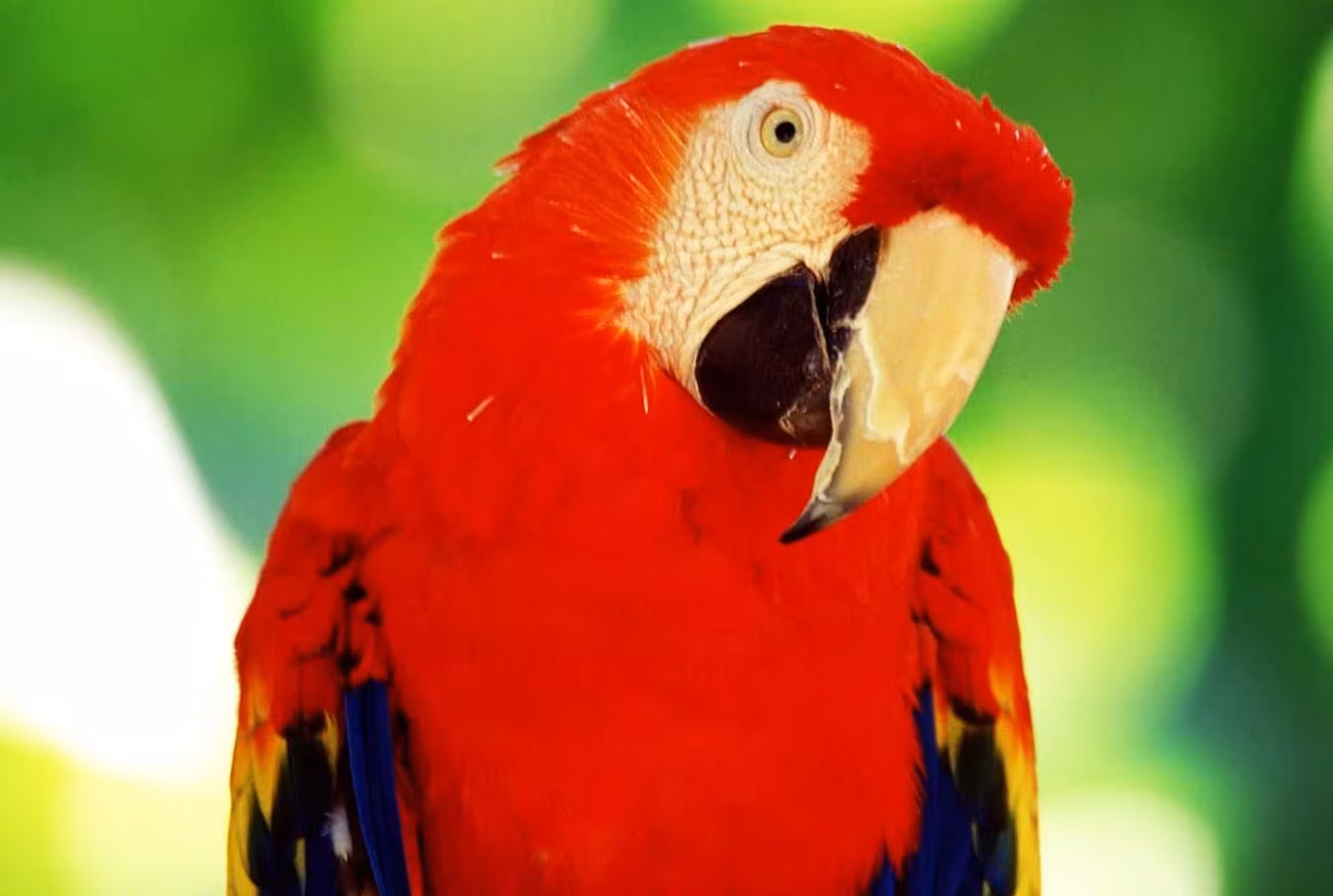 Arara-vermelha: conheça um dos pássaros mais lindos do Brasil