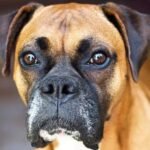 Boxer: Tudo sobre a raça de cachorro alemão e de coração valente