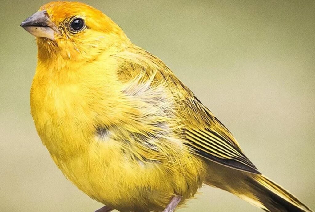 Animais de estimação pequenos: conheça os 10 mais amados no Brasil!