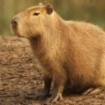 Capivara: O maior e mais fofo roedor do mundo não é pet
