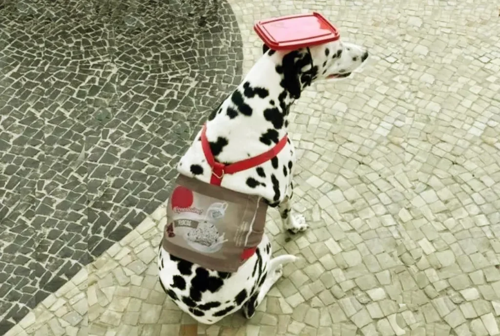 Carnaval Pet: 5 fantasias para você ir à folia combinando com ele