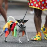 Carnaval Pet: 5 fantasias para você ir à folia combinando com ele