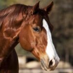 Cavalo Quarto de Milha: O favorito dos brasileiros!