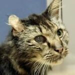 Como cuidar de um gato idoso: Guia prático e completo