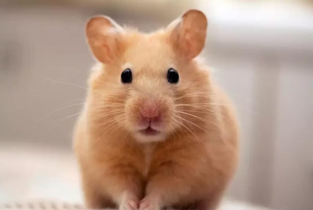 Animais de estimação pequenos: conheça os 10 mais amados no Brasil!