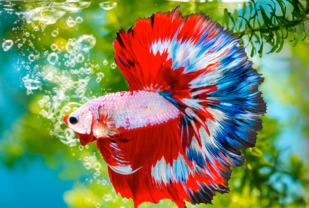 Peixe Betta: Descubra o guia completo para cuidar do seu guerreiro!