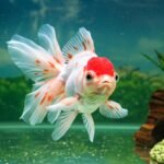 Peixe Ryukin: Dicas de alimentação para saúde máxima