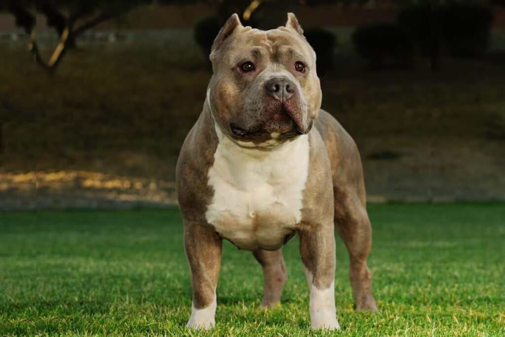 Dogo Argentino x Pitbull: Duelo de titãs de alto nível