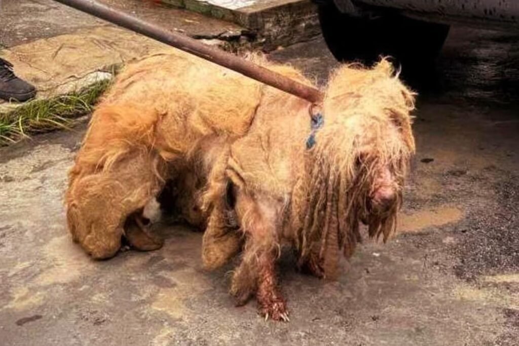 Maus-tratos: Resgate comovente do poodle Scooby em Fortaleza, Ceará