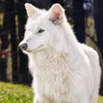 Castração: Benefícios que transformam a vida do seu pet Lobo-Terrível ressuscitado: Por que trazer de volta um animal extinto?