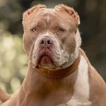 Pit Monster: o gigante carinhoso que conquista corações