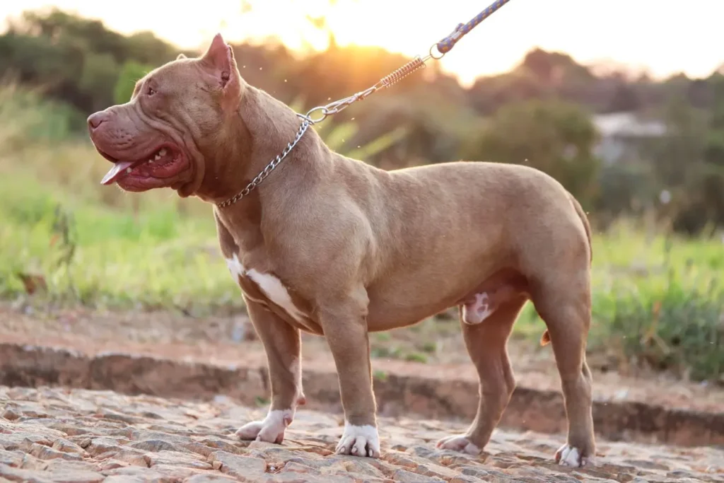 Pit Monster: o gigante carinhoso que conquista corações