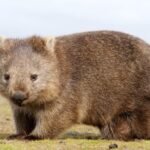 Descubra o Vombate: o marsupial fascinante e seu coco quadrado
