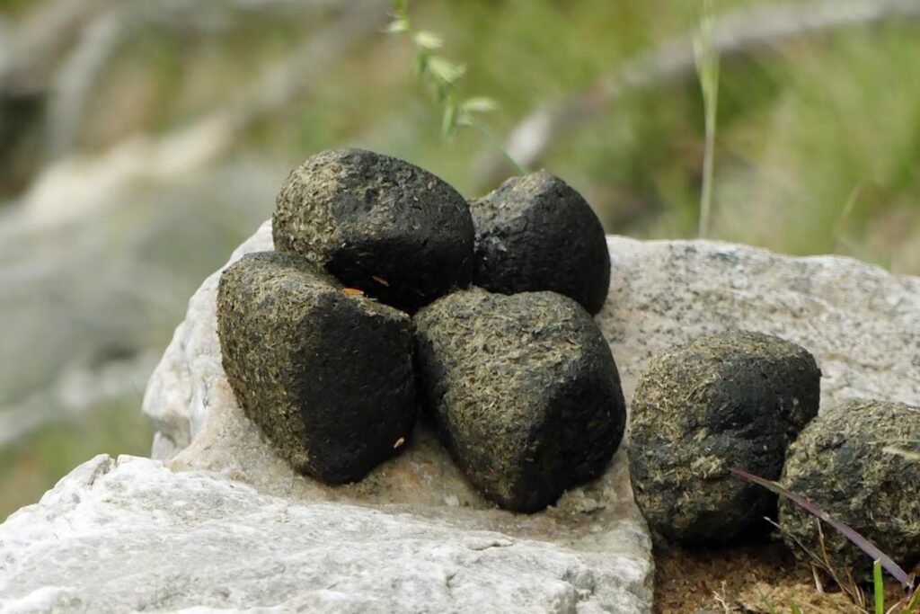 Descubra o Vombate: o marsupial fascinante e seu coco quadrado