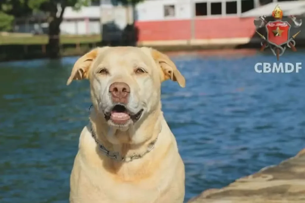 Adeus a um dos Herói de Brumadinho: Thor, o Cão de Resgate do CBMDF