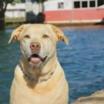 Adeus a um dos Herói de Brumadinho: Thor, o Cão de Resgate do CBMDF