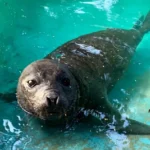 Elefante-marinho é visto no litoral da Bahia e surpreende