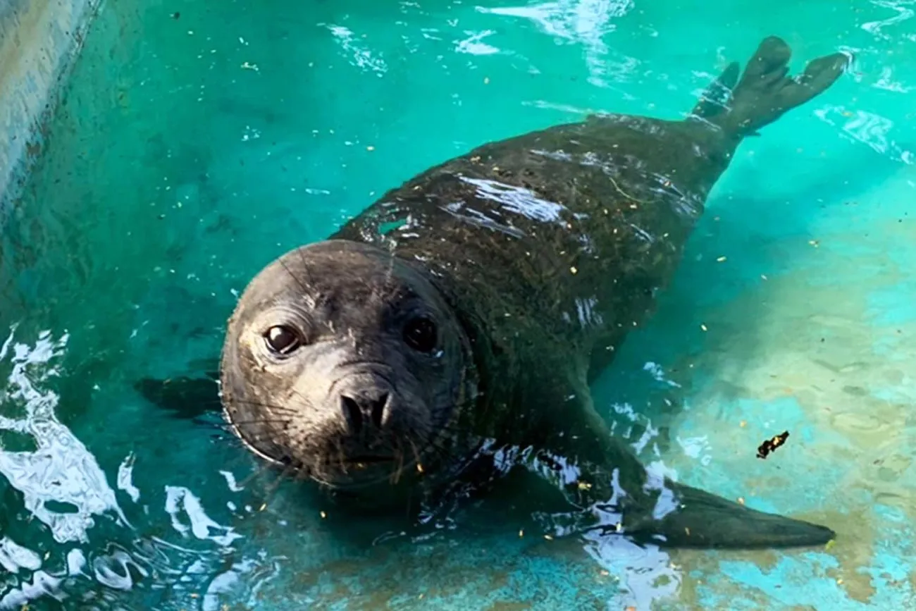 Elefante-marinho é visto no litoral da Bahia e surpreende