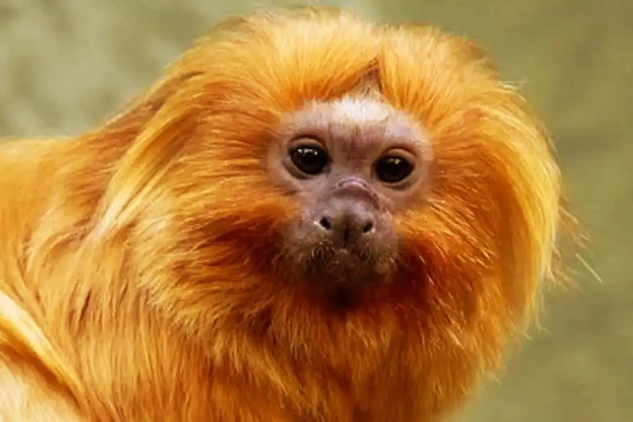 Mico leão dourado: conheça o primata símbolo do Brasil