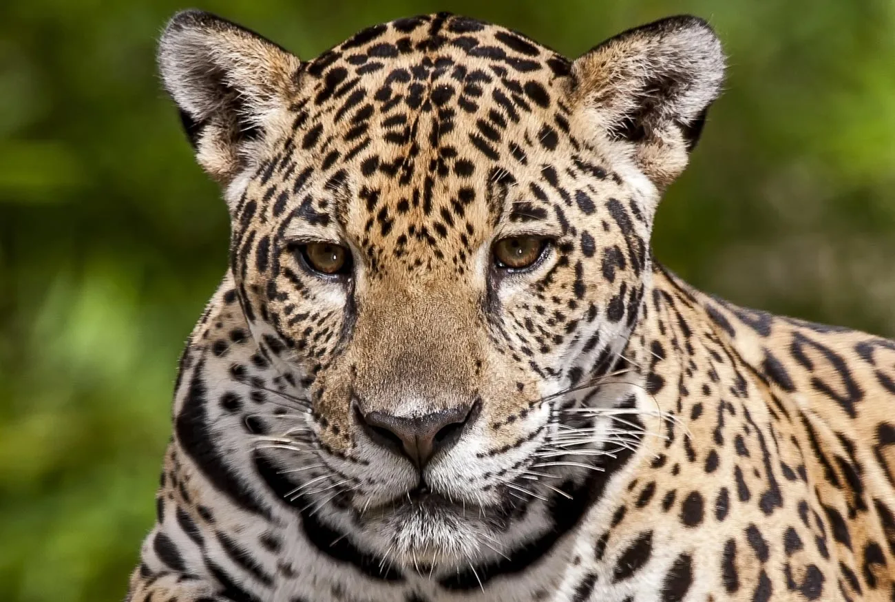 17 de maio: Dia das espécies ameaçadas de extinção