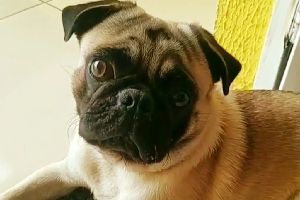 Descubra a raça de cachorro enrugadinho mais popular