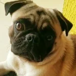 20 nomes adoráveis para cachorro enrugado que derretem corações