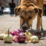 Por que cachorros não podem comer cebola