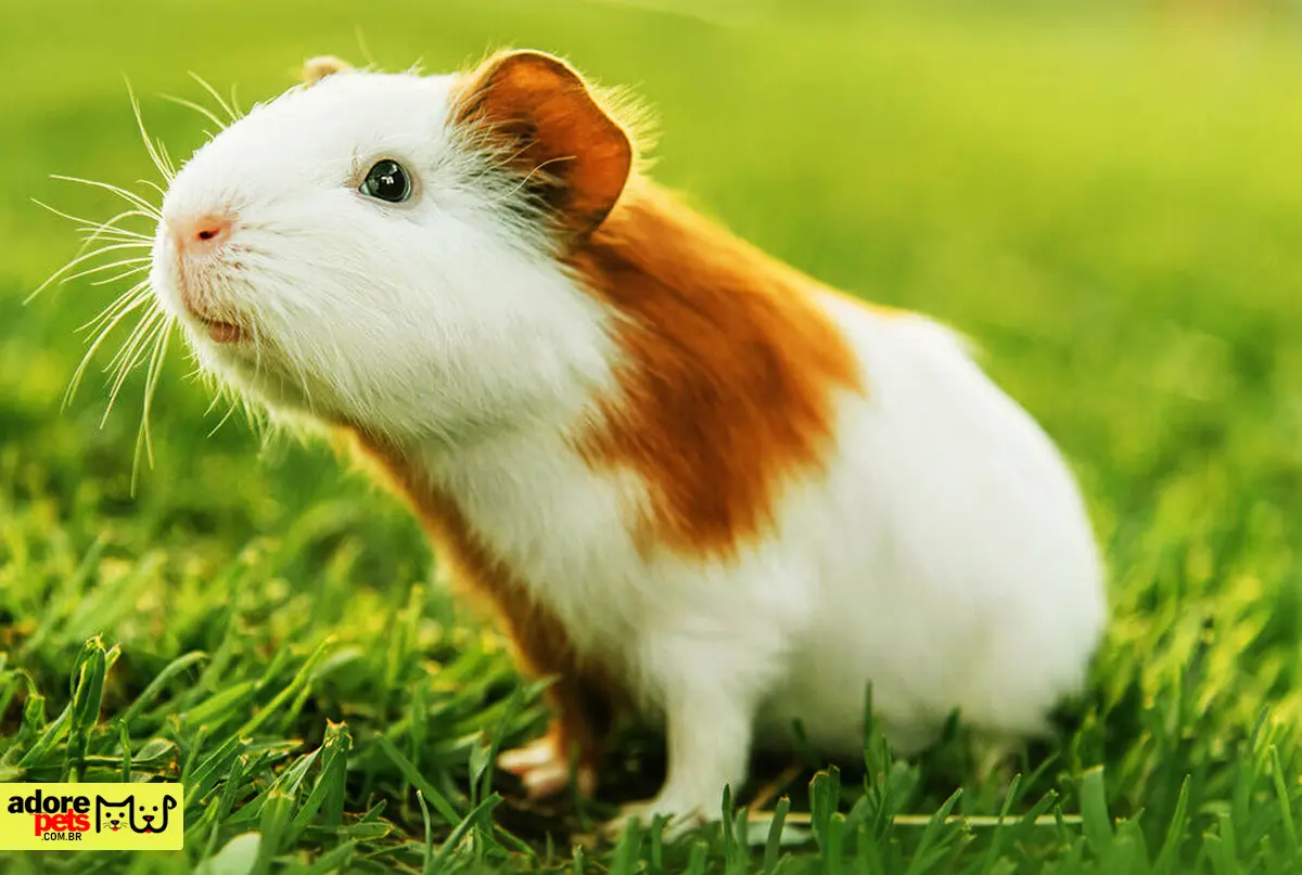 animais de estimação mais populares do Brasil - Porquinho da índia é calma e engraçado